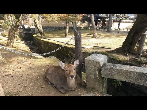 秋の京都・奈良・滋賀観光 part2 ( 猿沢池～興福寺～春日大社～東大寺～平等院鳳凰堂)