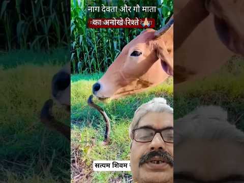 नागदेवता लाइव  | गायमाता #shortsviral #snakevideo #cow #Shortsfeed #Snake #Trendingshort #cow&Snake