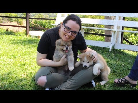 PROJETO YUCATAN BR: AKITA INU!