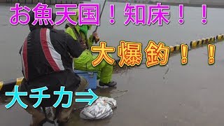 【釣り】お魚天国知床！大チカ爆釣４００匹！！