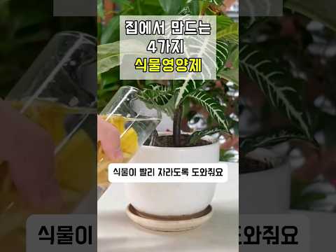 이것만 따라하면 식물 죽지 않고 잘 키울수 있어요