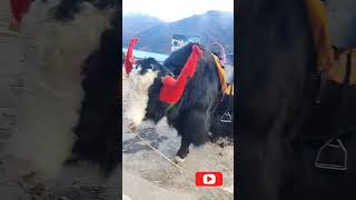 Tsomgo lake and nathula pass sikkim Gangtok 🥶 #shorts #viralvideo #sikkim #changulake #trending 🥶