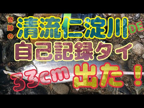 清流仁淀川  本流アメゴ  自己記録タイ  サツキマス？