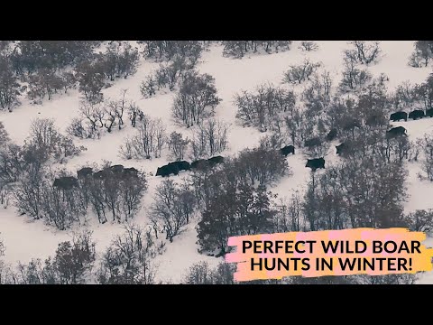 WILD BOAR HUNT IN WINTER! - KARDA EFSANE DOMUZ AVI