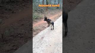 My Belgian Malinois Dog Morning Walking On Road  #doginformation #doglovers #dogcare #shorts #dogs