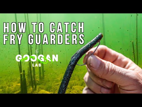 HOW TO CATCH Fry GUARDING FISH! ( Bass Fishing TIPS )