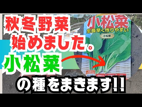 【秋冬野菜】、【小松菜】の種を蒔きます‼️