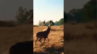 deer hunting #2023status #newshortvideo2023 wildlife photography environmental science