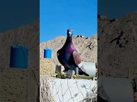 #pigeon #kabutar #pigeonlover #shorts #kabootar #tranding #ytshorts