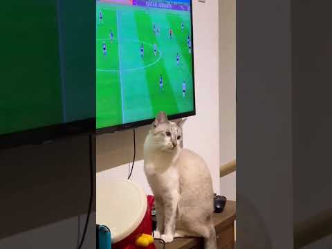 うちの猫もサッカー日本代表を応援しています。 #soccer #cat #shorts