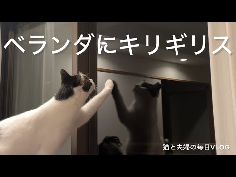 猫と夫婦の毎日VLOG#448 人の背中で虫観察