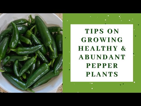 Tips on how to grow healthy pepper plants