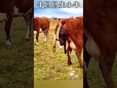 Mother cow gave birth to a calf. 牛のお母さんは子牛を産む。牛妈妈生小牛。