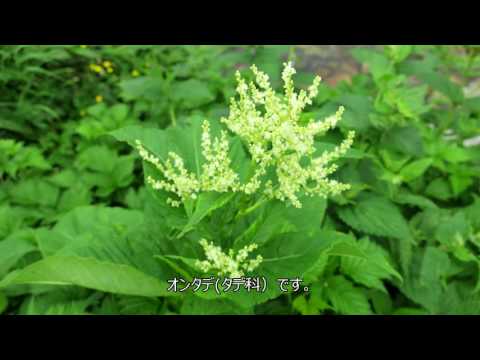 H29 7 オコジョとお花畑の白山例会