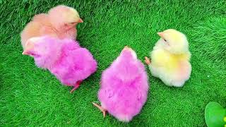 World Cute Chickens, Colorful Chickens, Rainbows Chickens Cute Ducks, Cat, Rabbits Cute part 102