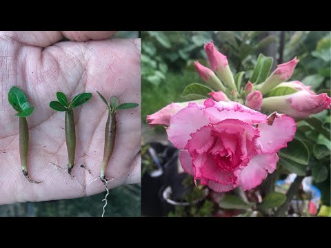 My first attempt at propagating desert roses from seeds was successful