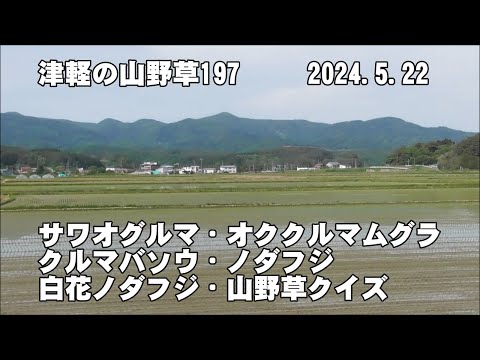 津軽の山野草197(ｻﾜｵｸﾞﾙﾏ、ｵｸｸﾙﾏﾑｸﾞﾗ、ｸﾙﾏﾊﾞｿｳ、ﾉﾀﾞﾌｼﾞ、ｼﾛﾊﾞﾅﾉﾀﾞﾌｼﾞ、山野草ｸｲｽﾞ)