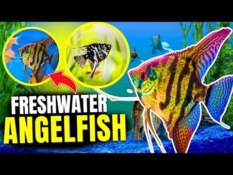 How to Keep Freshwater Angelfish (Care Guide, Tips, & Tricks)