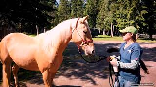 Equine Veterinarian Explains The Proper Way To Apply Fly Spray