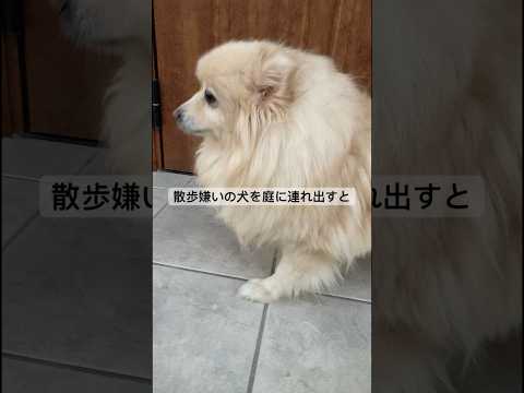 心に傷を負い散歩が出来ない犬を外に連れ出すと、、　#shorts #犬　#精神疾患　#デカポメ #散歩嫌い　#犬