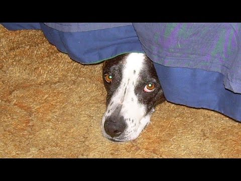 Funny Dogs Afraid of Cats Compilation NEW