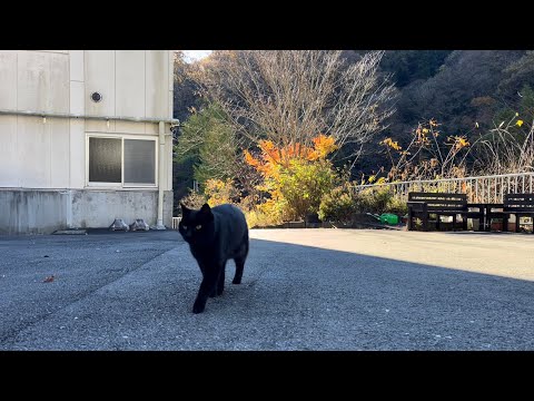 坂道で追いかけてくる黒ねこちゃん　No.８１４　に　２０２４年　１２月１日　８：００　のくろねこちゃん　black cat