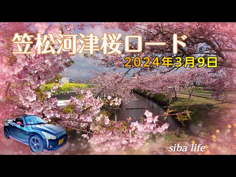 三重県松阪市にある、満開の笠松河津桜ロードを、見て来ました。2024.3.9 copen siba life