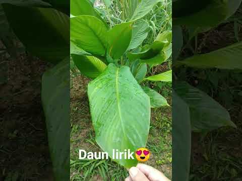 Daun lirik😍