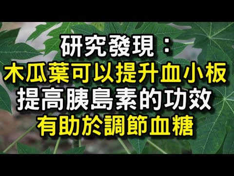 研究發現木瓜葉可以提升血小板，也有提高胰島素的功效，有助於調節血糖