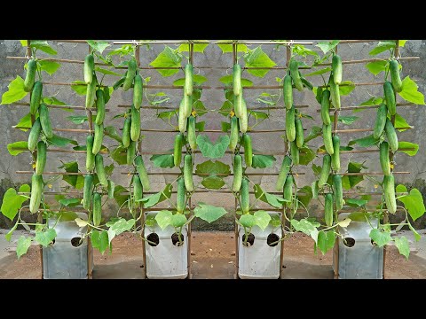 I tried growing cucumbers in plastic containers but was surprised because there were so many