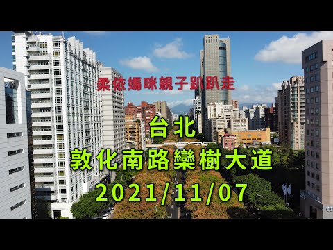 台北 敦化南路欒樹大道 2021/11/7