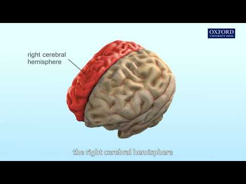 Animation 16.4 What are the functions of our brain?