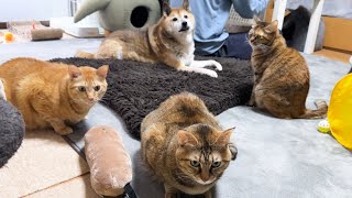 猫部屋でお仕事をすると次から次へと猫たちが来て仕事どころじゃなくなりました笑