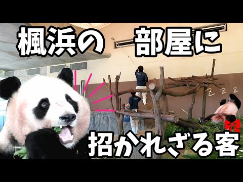 楓浜🍁の部屋に招かれざる客が‼救世主はもちろん飼育員さん❣️　結浜はぐーすかぴー