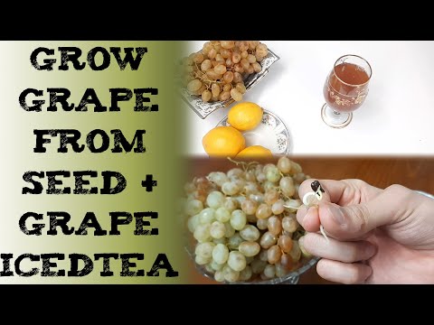 how to grow grape from seed & grape iced tea 如何种葡萄 कैसे बीज से अंगूर उगायें cultivar uva Traube