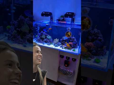 How I Clean My Saltwater Aquarium #aquarium #fishtank #fish #ytshorts #reeftank #hawktuah #reef