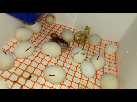 One More Baby Chick Hatched | Egg Incubator Day 21 RESULT