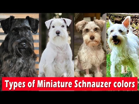 12 Types of Miniature Schnauzer colors | Miniature Schnauzer color guide 2022