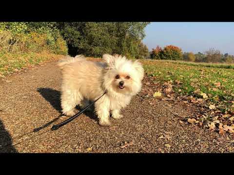 Maltipoo: This Dog Will Steal Your Heart (And Your Snacks)