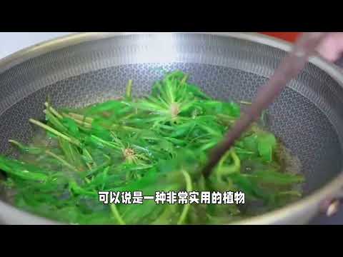 牛筋草：田间地头的宝贵中药材