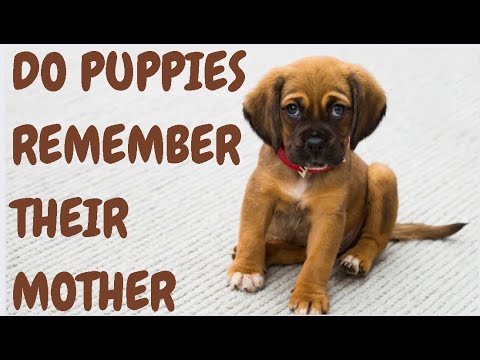 Do Puppies Remember Their Mother