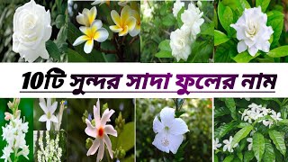 Top 10 Most Beautiful White flowers Name (@greengardenbankura8075 )