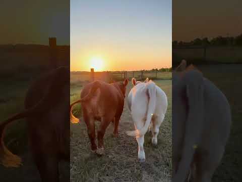 Ranch Life! #cattleranch #farming #cows #farmlife