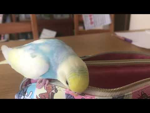 筆箱に入りたいインコ