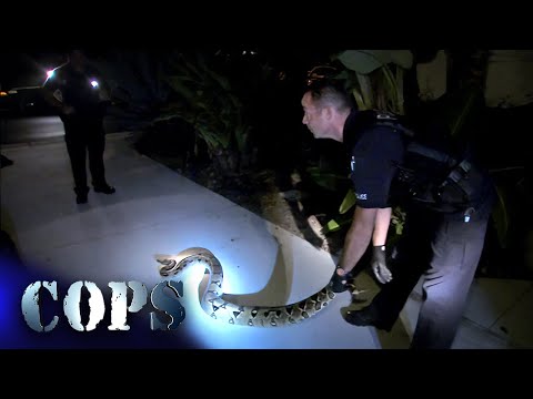 Full Episode: Police Encounter Giant 12-Foot Snake 🐍 | Cops TV Show