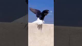 pigeon videos #kabutar #pigeon #birds #pets #birdlovers #fancybird #youtubeshorts #youtube