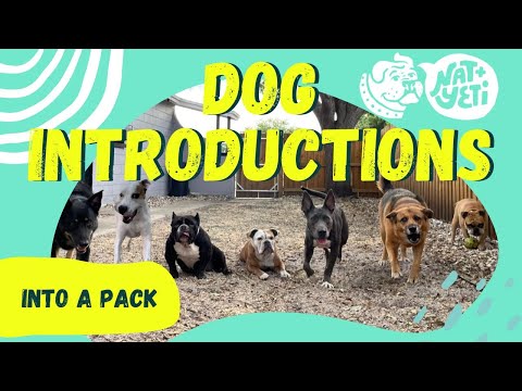 Introducing a New Dog to Your Existing Pack