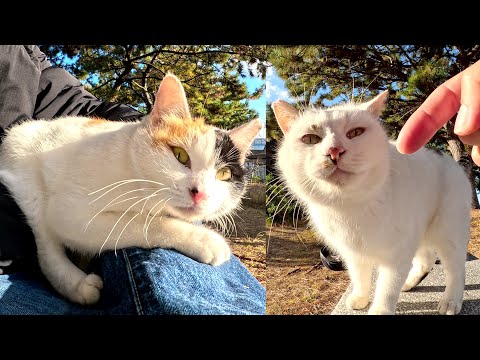 Cute cats sunbathing with me on the bench