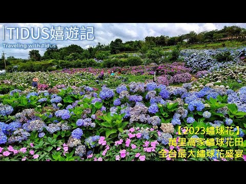 【2023繡球花】萬里高家繡球花田 全台最大繡球花饗宴