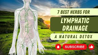 7 Best Herbs for Lymphatic Drainage - A Natural Detox | Herbal Wise